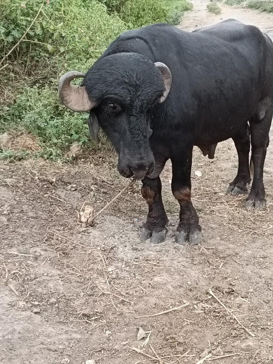 થંબનેલ 3