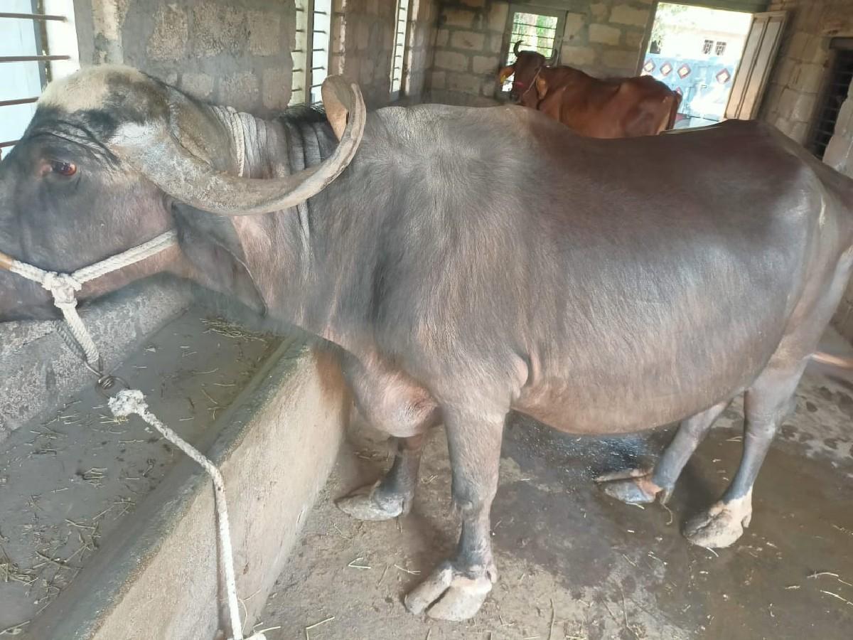 થંબનેલ 2