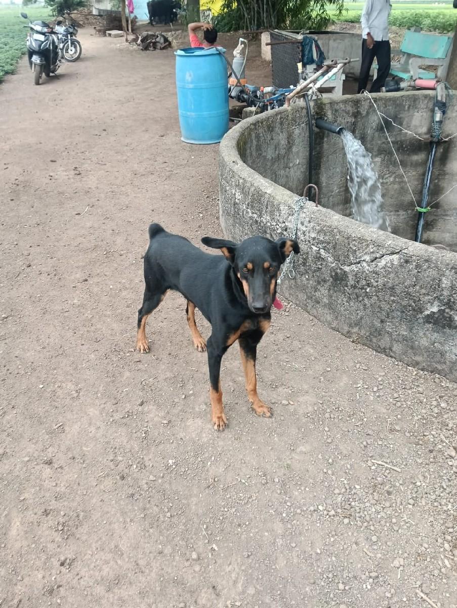 ડોબરમેન મેલ