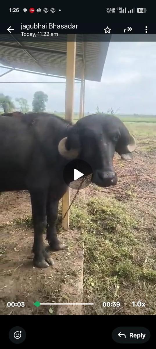 ખાડેલી વેચવાની સે ૬