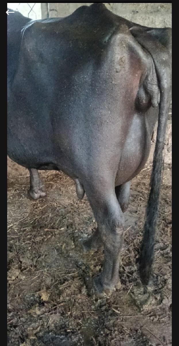 ભેંસ વેચવાની છે