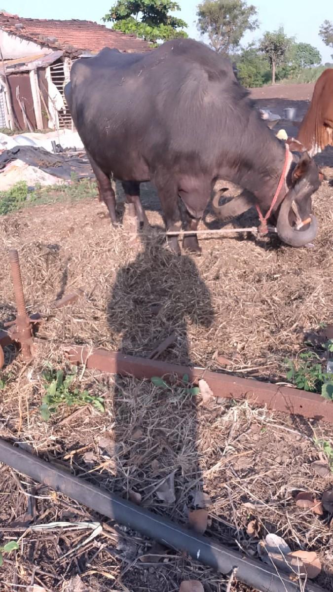 થંબનેલ 2