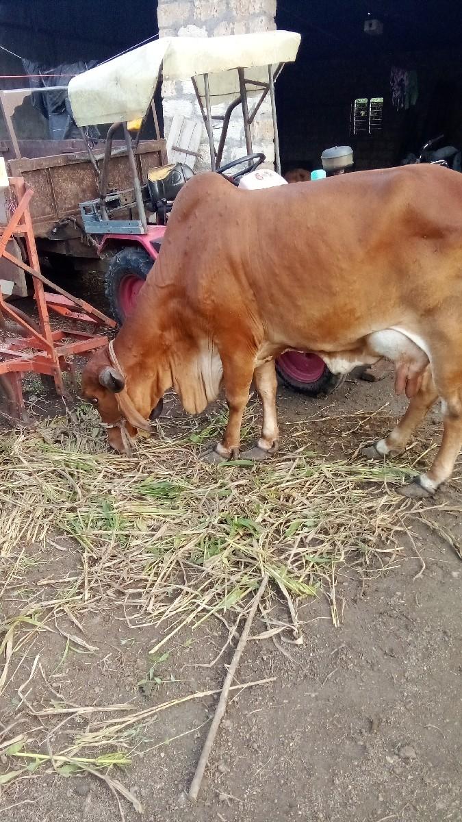 થંબનેલ 3