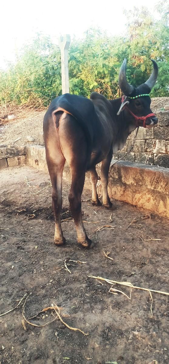 જાબો ગોઢલો વેસવા નો છે