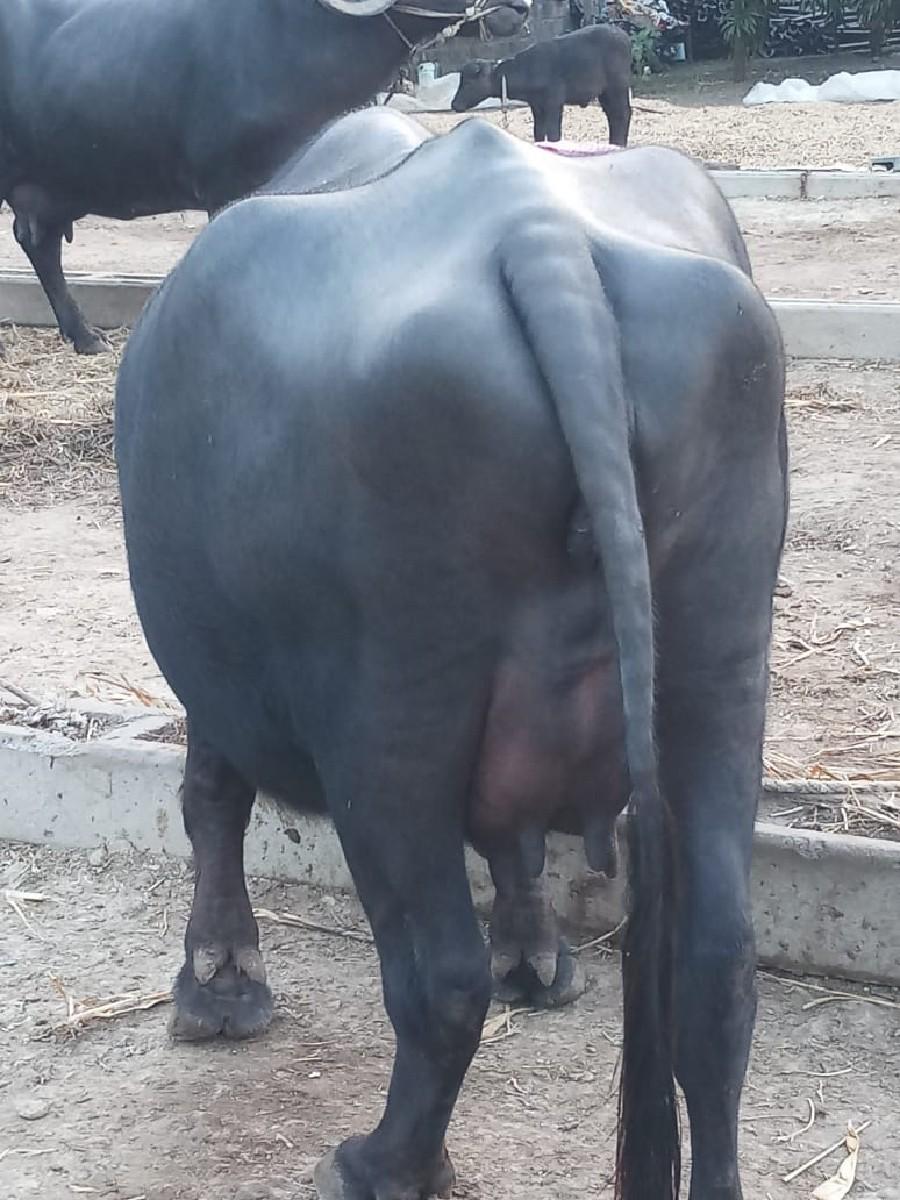 થંબનેલ 2