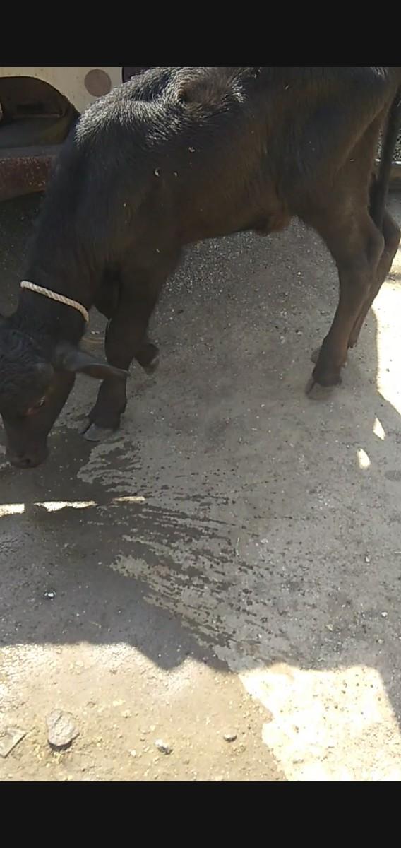 થંબનેલ 6