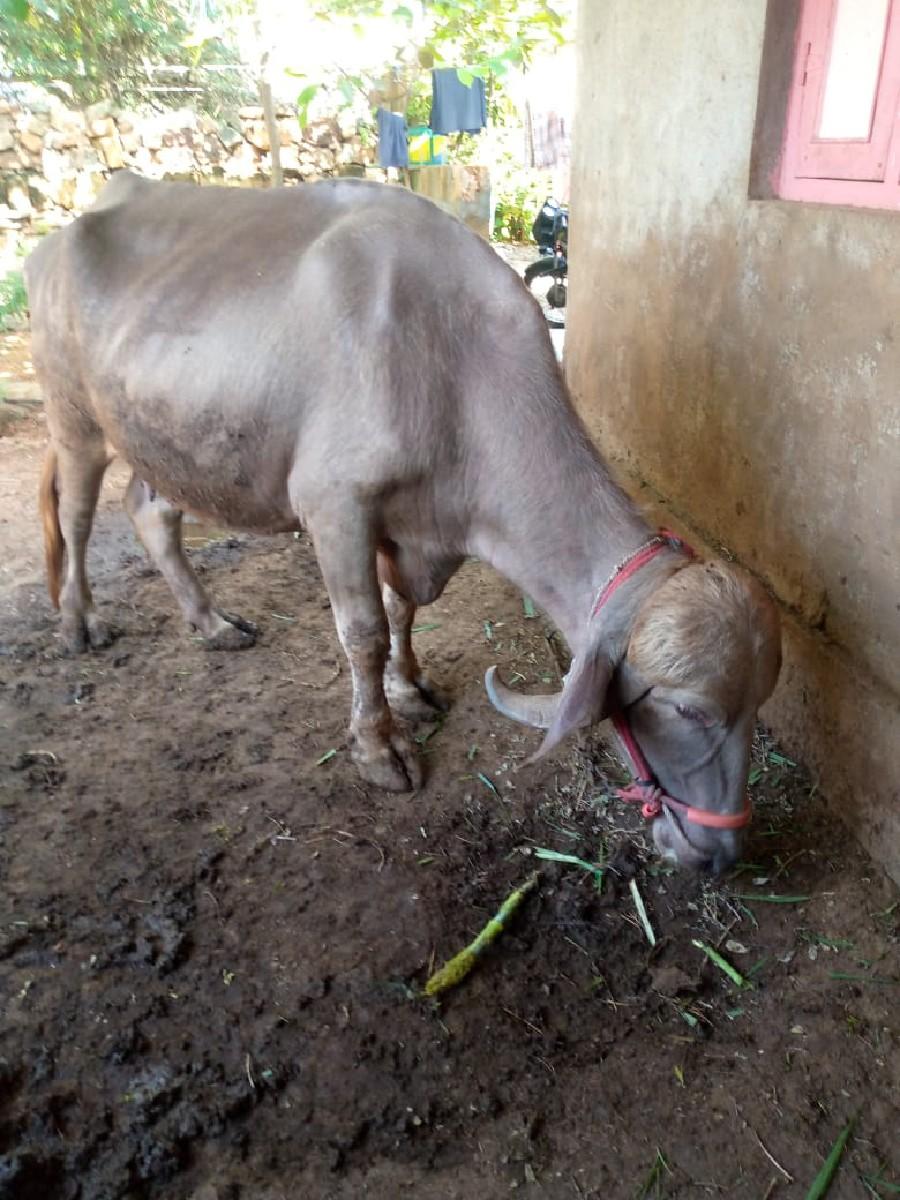 થંબનેલ 2