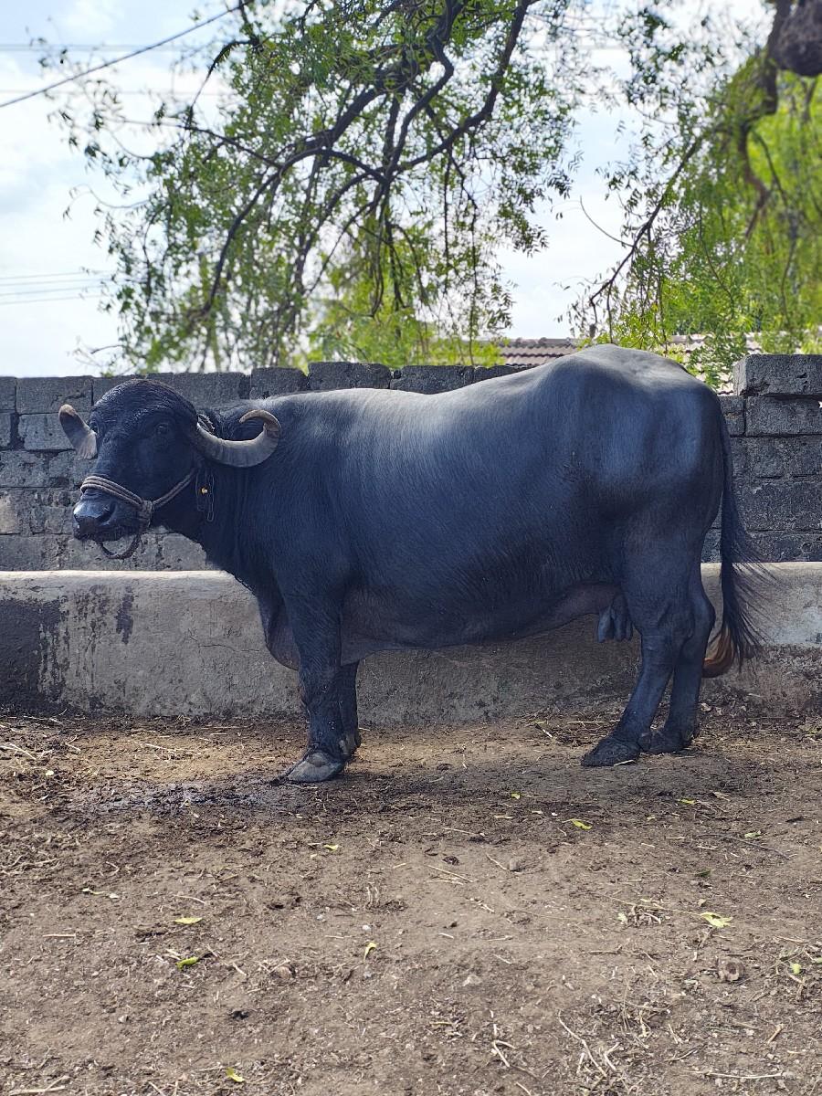 થંબનેલ 3