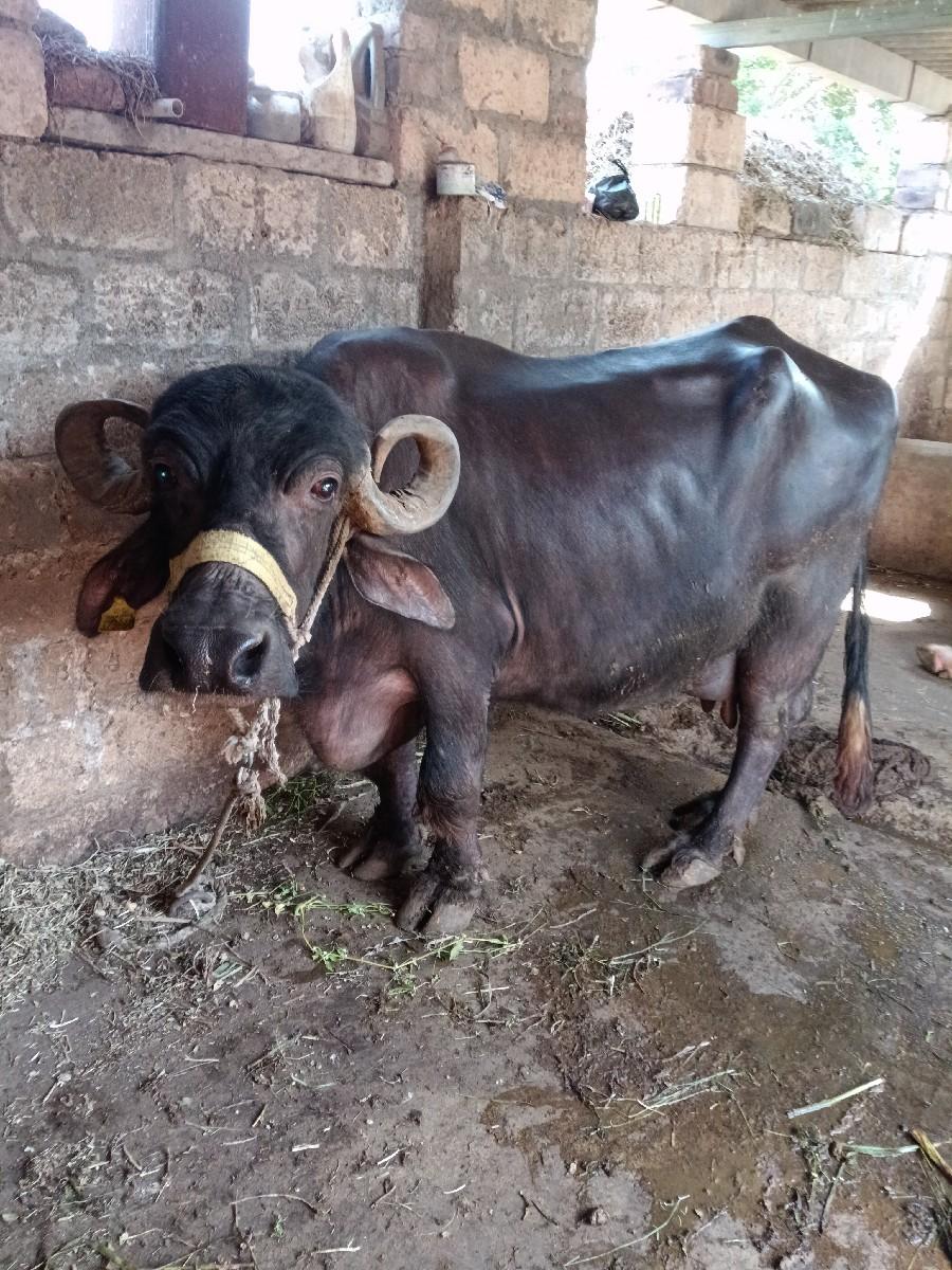 bhensh vechva ni chhe