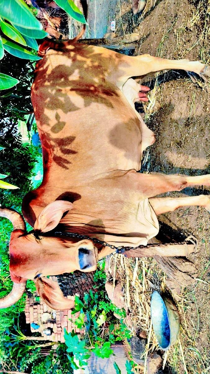આ ગાય અને વાછડી વેચવાની સે