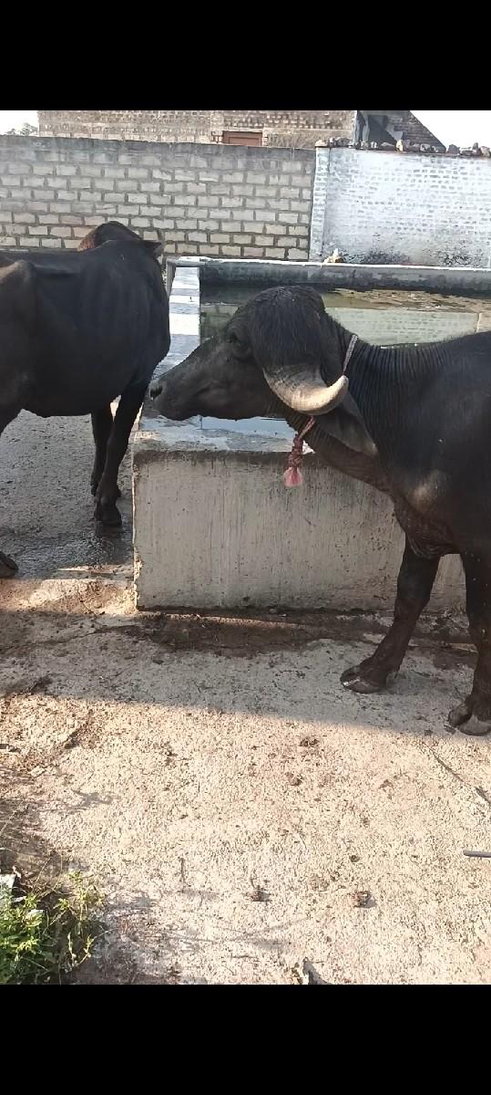 થંબનેલ 2