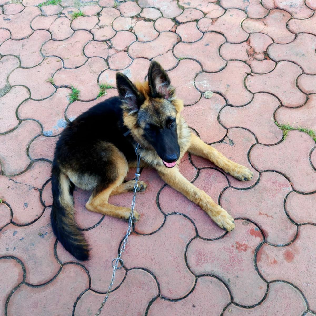 jarman mel puppy 6 month