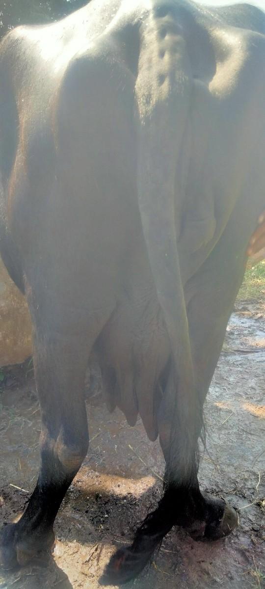 થંબનેલ 3