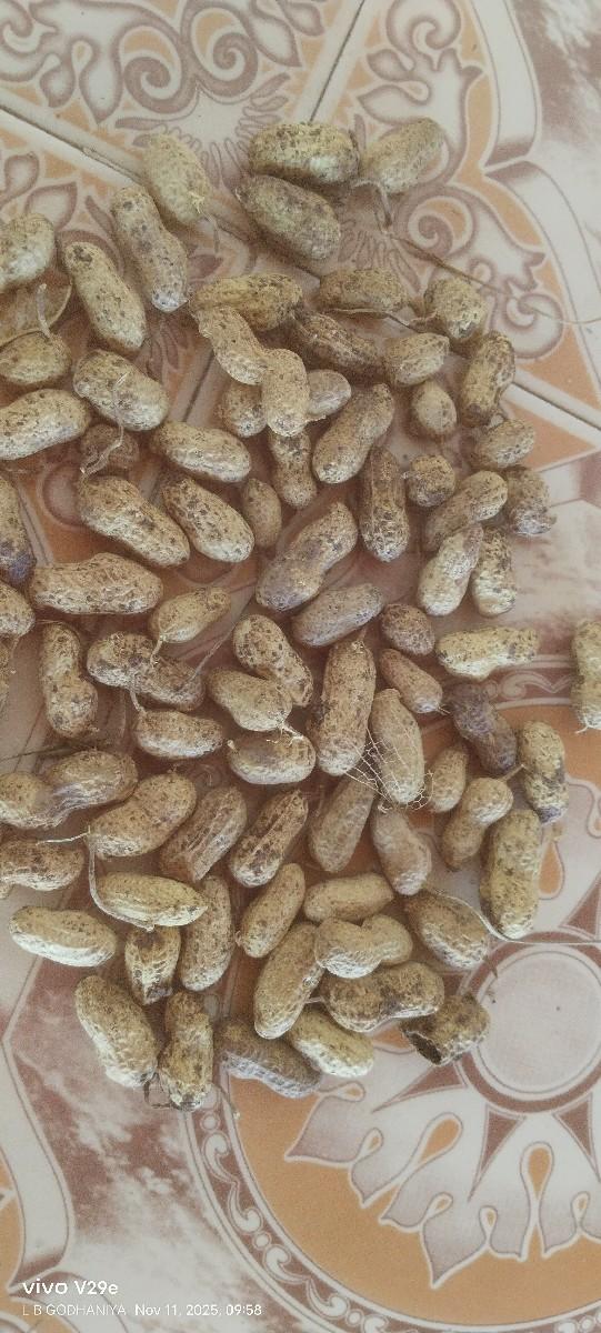 માંડવી 22 નબર