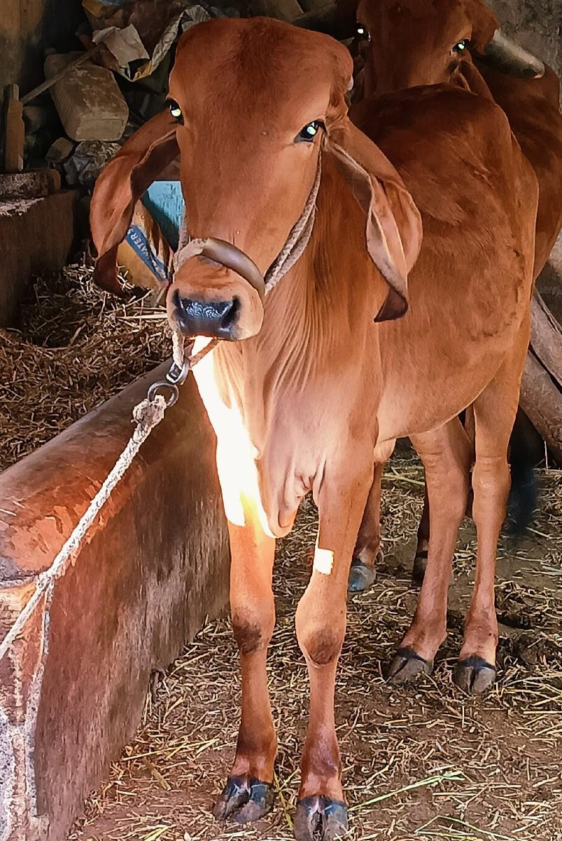 દેસી વાસડી