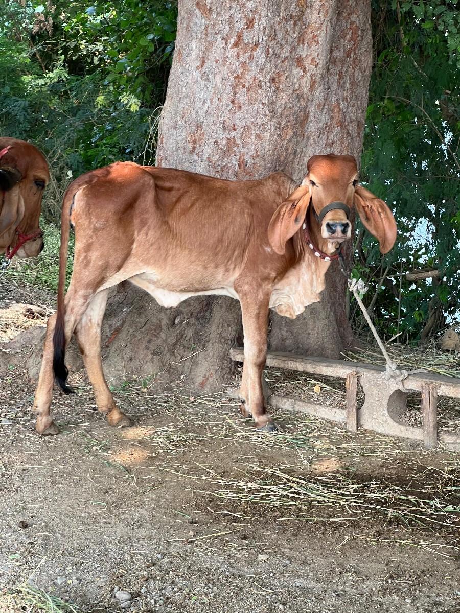 વાછડી આપવાની છે