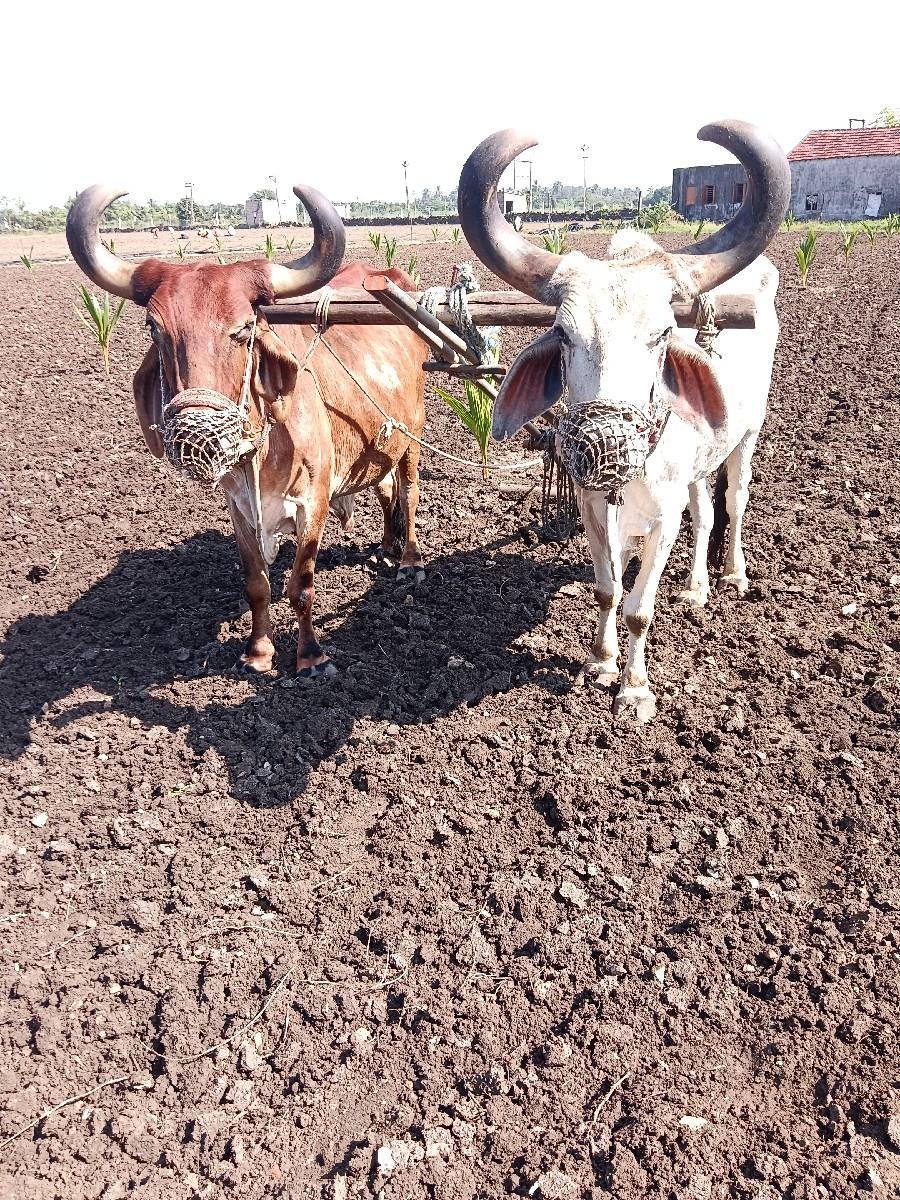 થંબનેલ 3