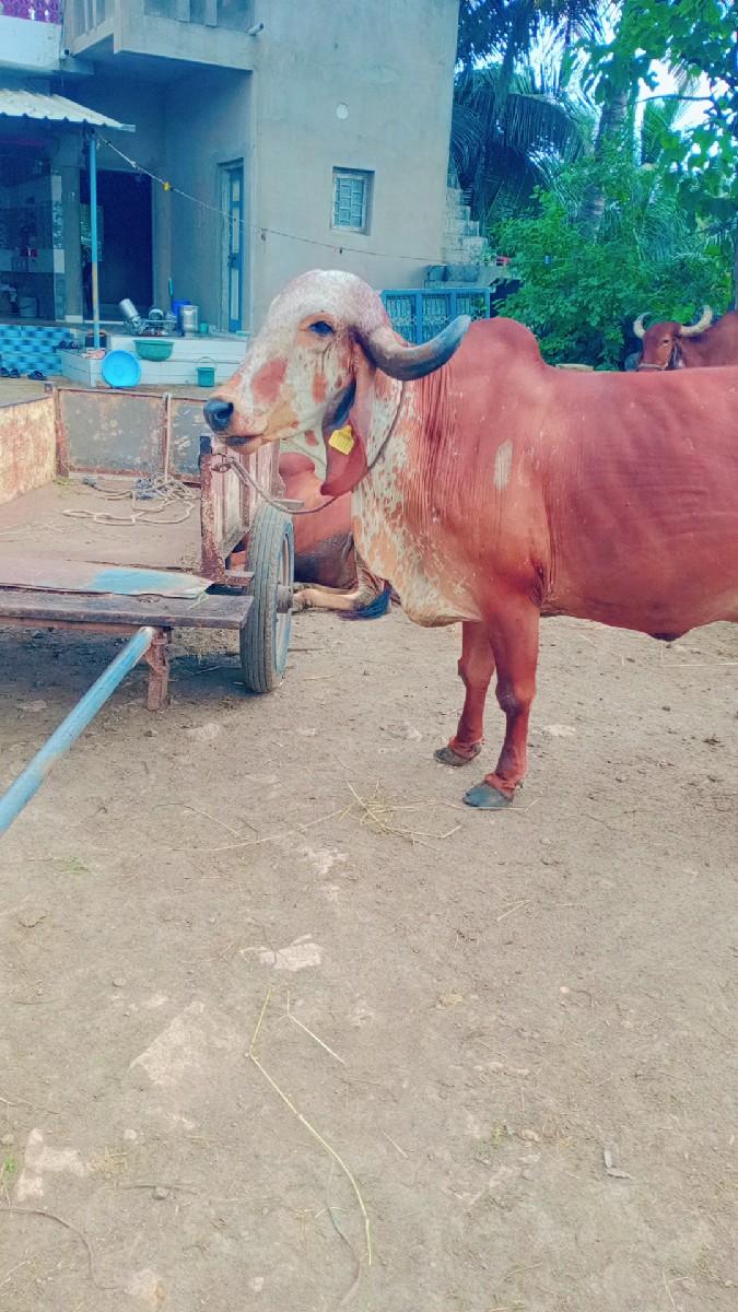 થંબનેલ 2