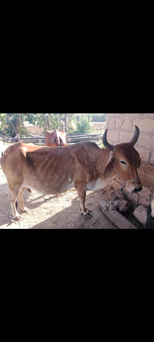 થંબનેલ 3