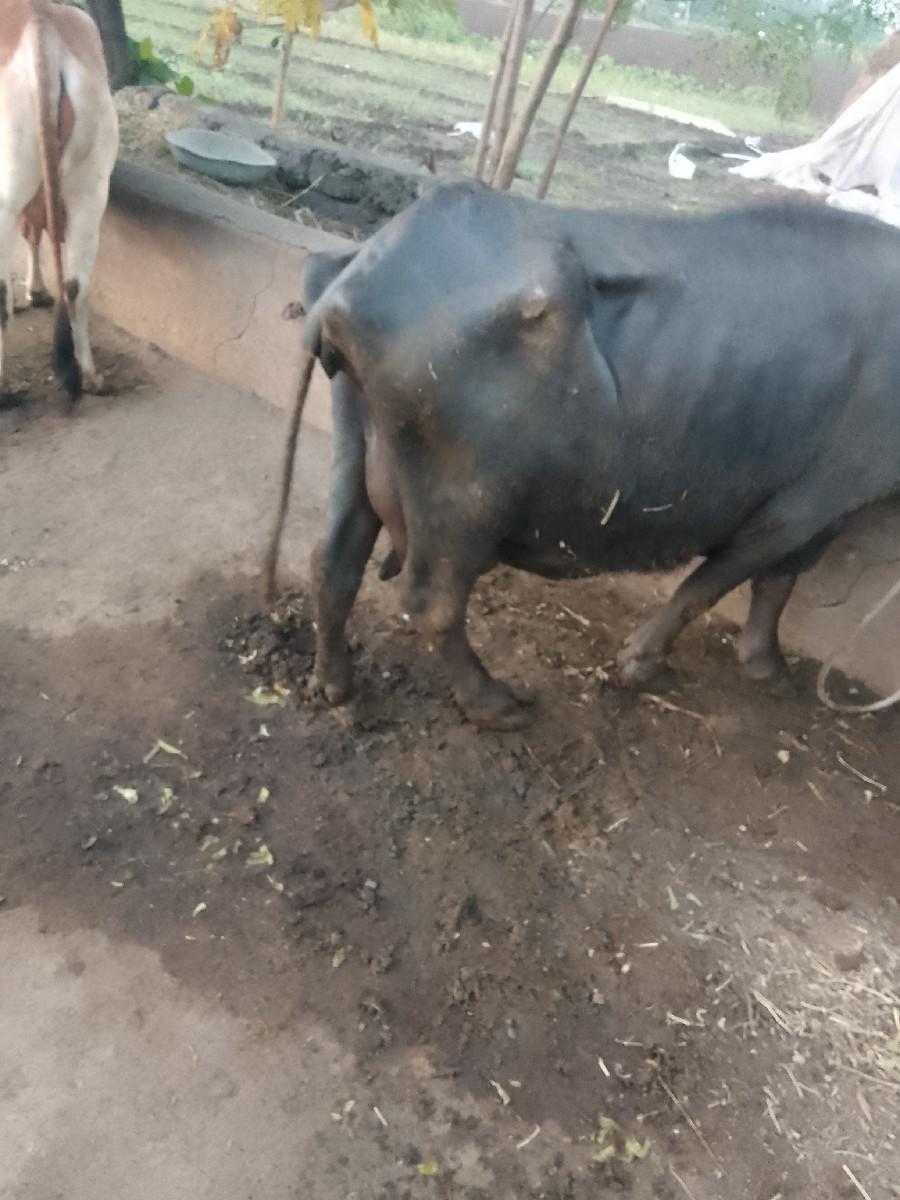 થંબનેલ 3