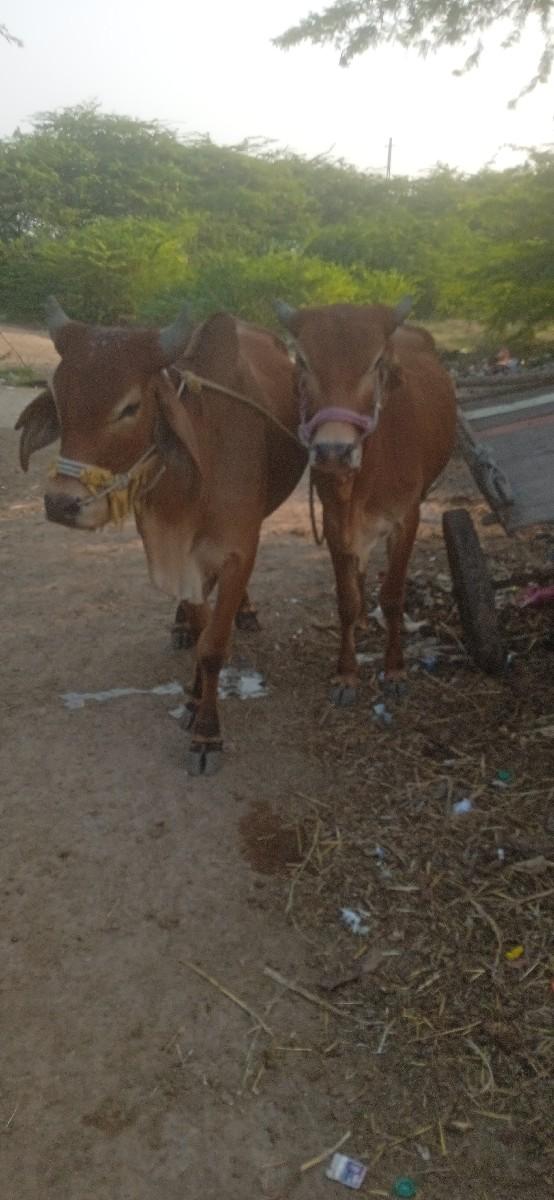 ગોઢલા વેચવાના છે