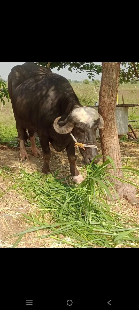 ભેંસ વેચવાની છે