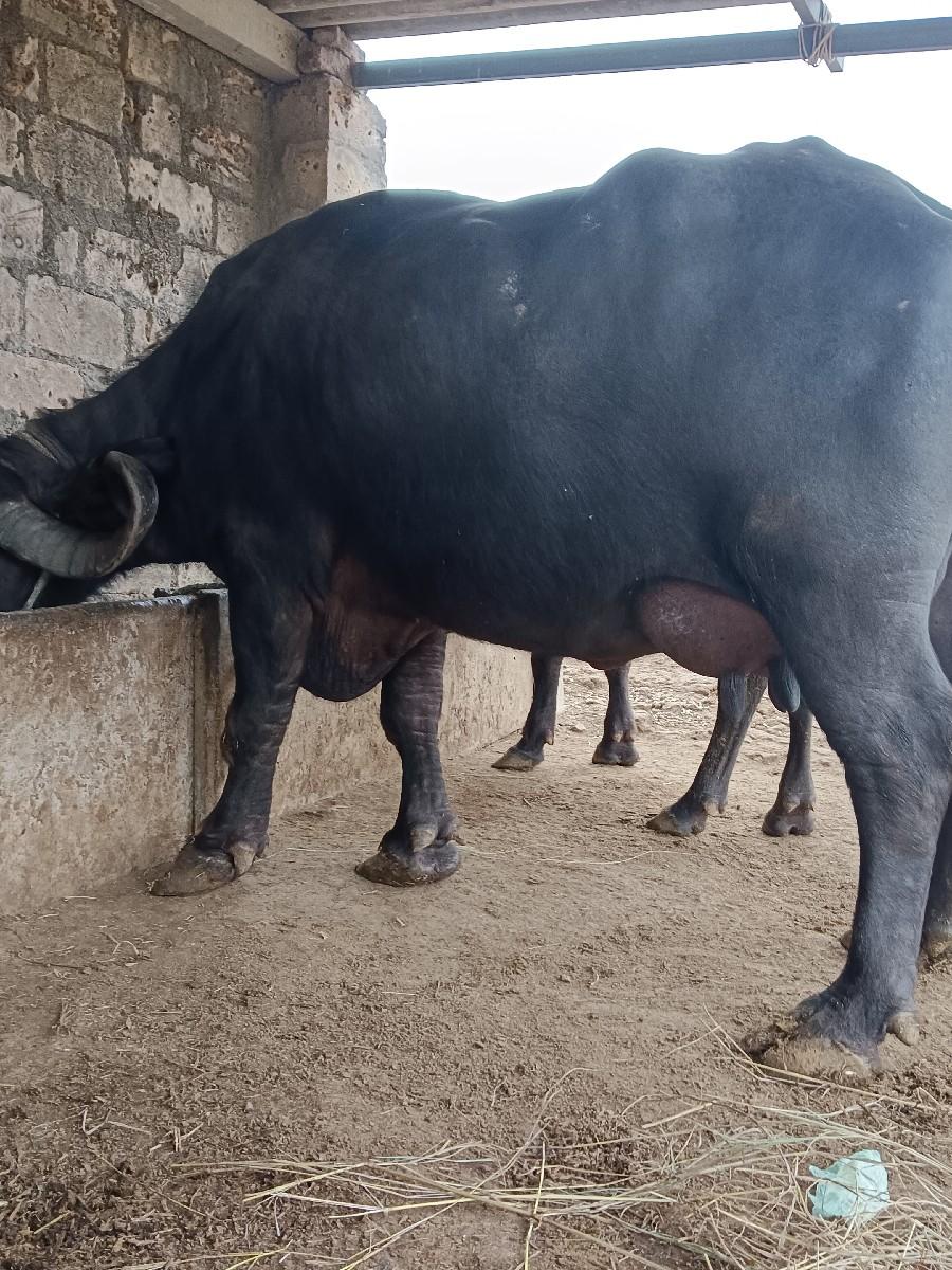 ભૅશ વૅચવાની શૅ