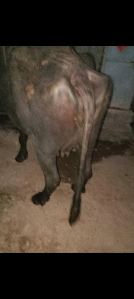 થંબનેલ 3