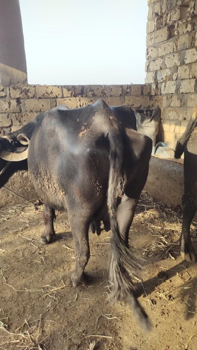 થંબનેલ 3