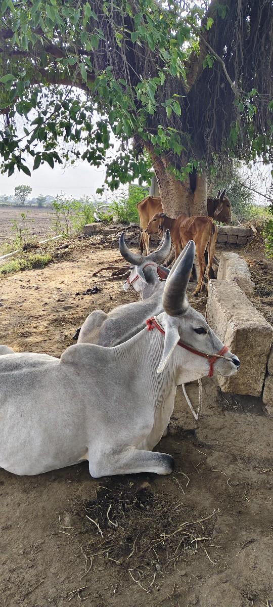 થંબનેલ 2