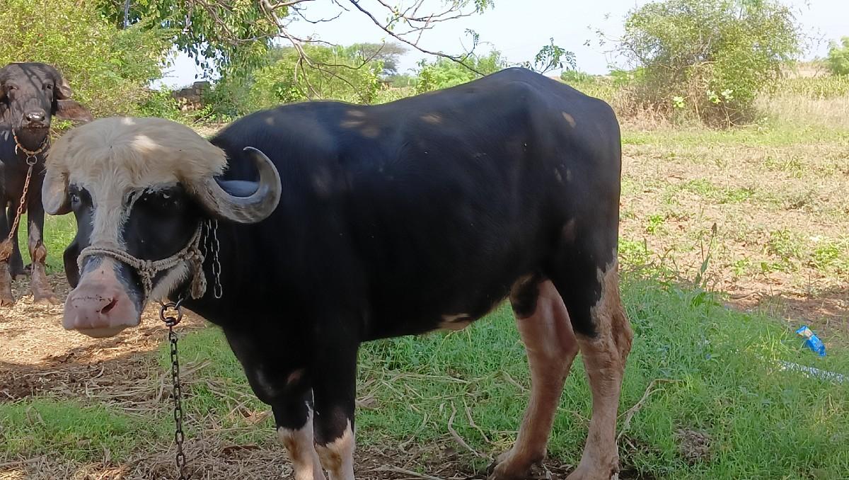 થંબનેલ 2