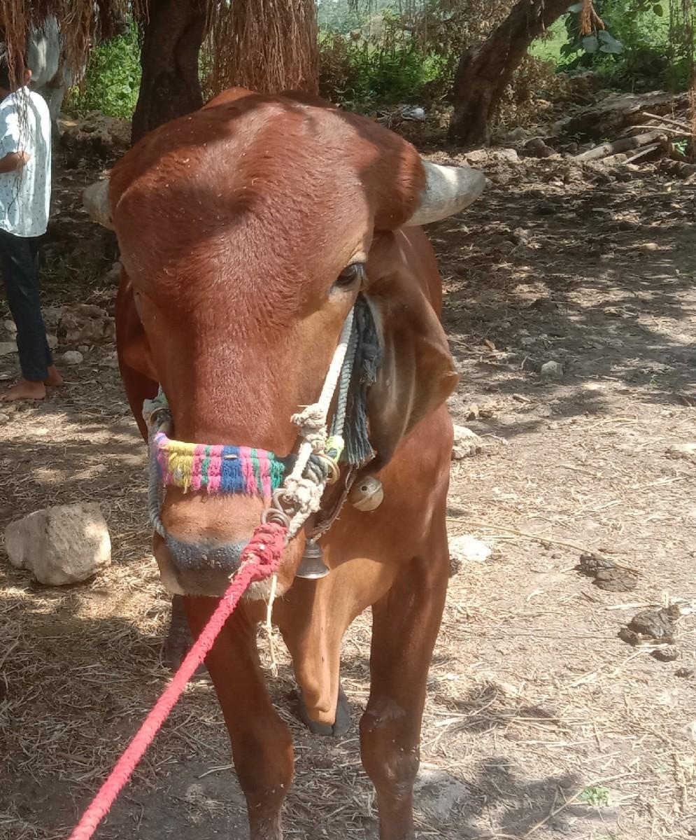 વેચવાનો છે હાલ તો છે