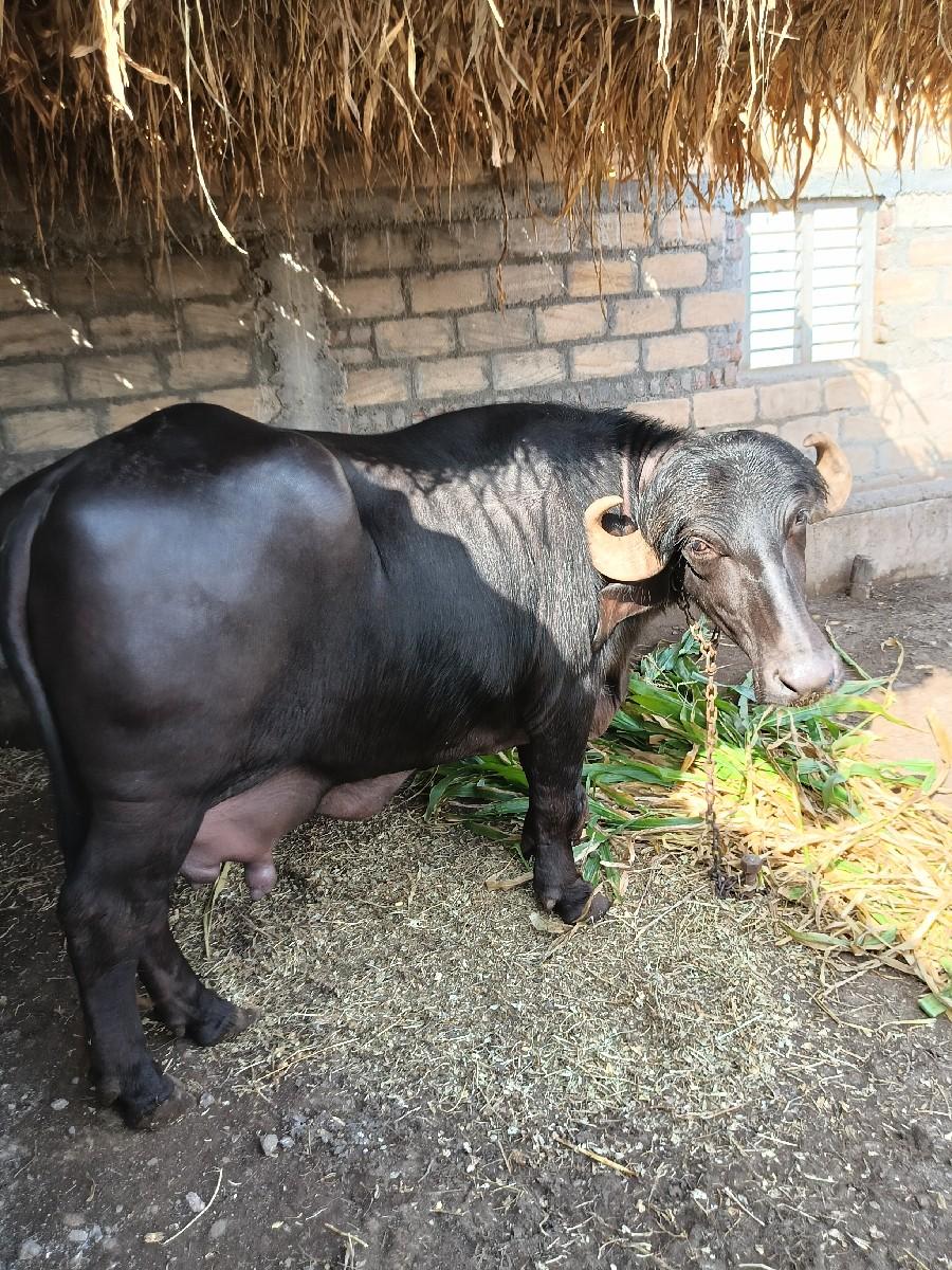 વેચવા ની છે