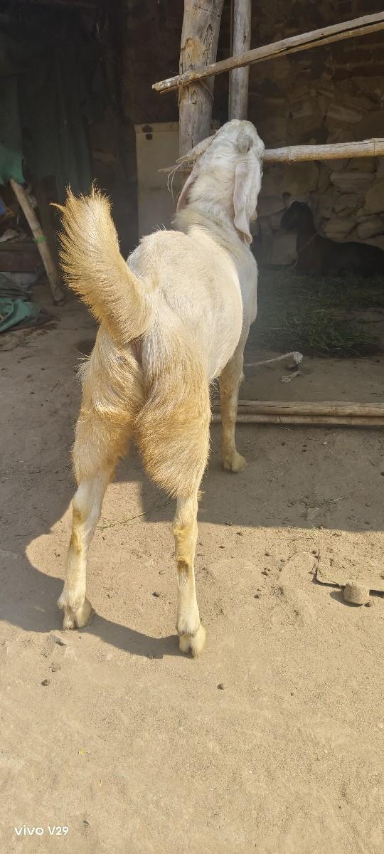 બકરો વેચવા નો સે