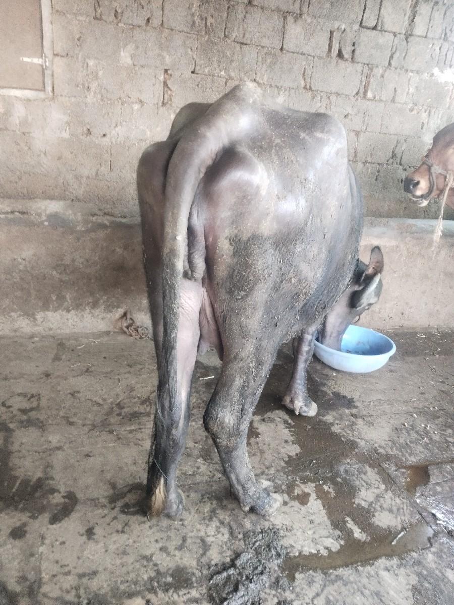 થંબનેલ 2