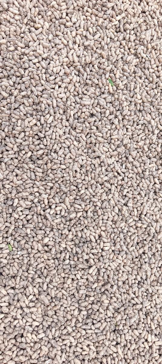 મગફળી 38 નંબર magfali