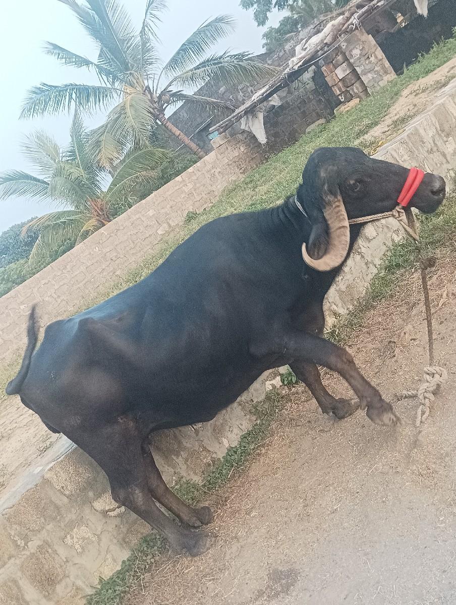 થંબનેલ 3