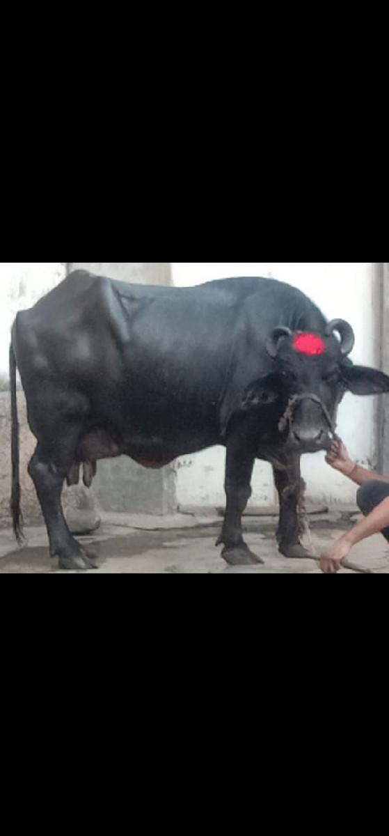 ભેંસ વેચવાની છે