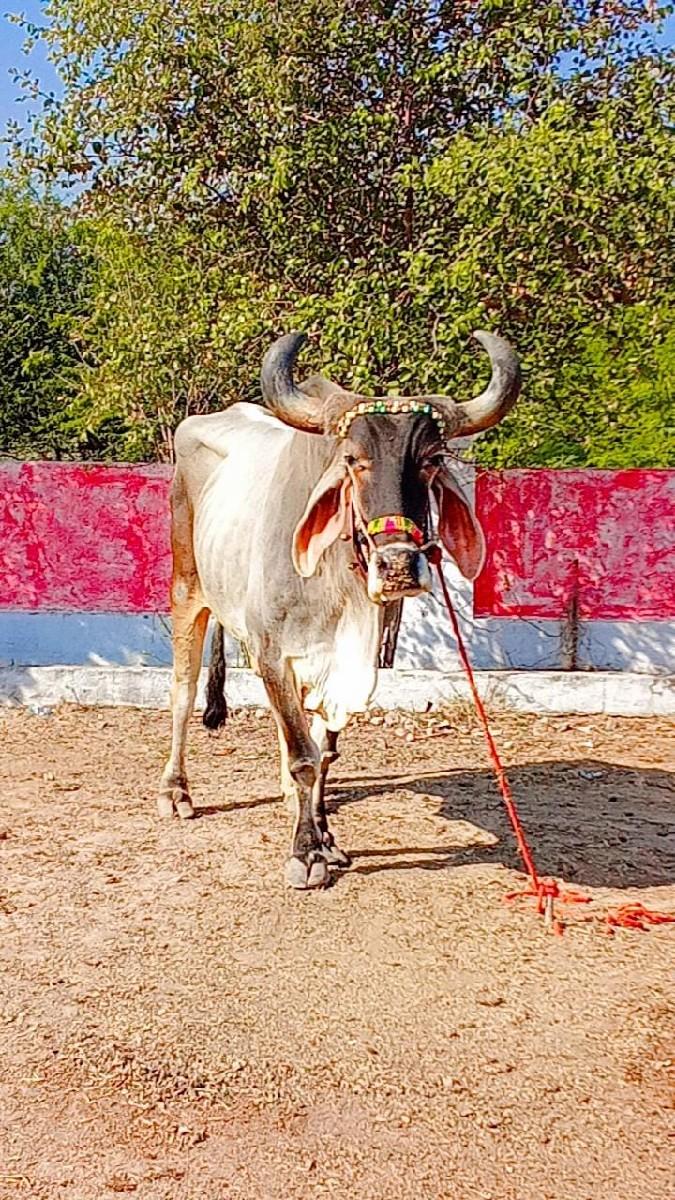 થંબનેલ 2