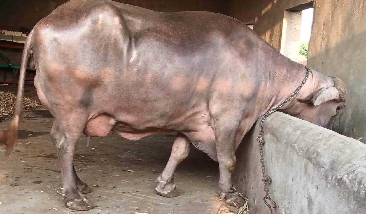 થંબનેલ 2