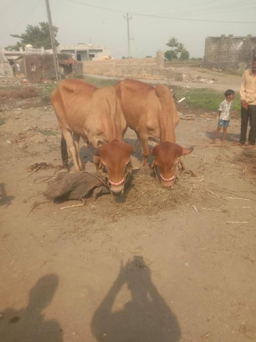 બડદ વેચવાના શે