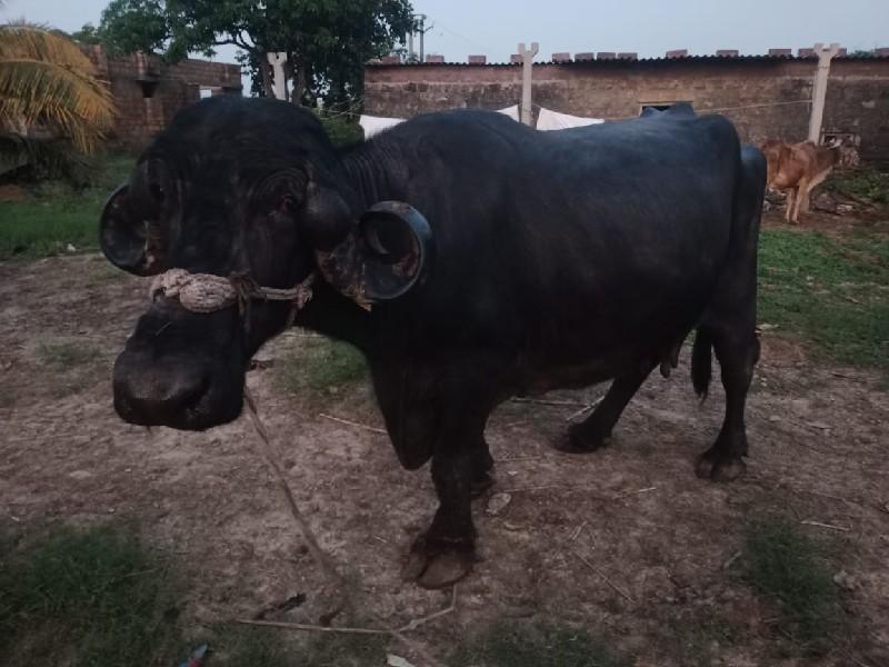 થંબનેલ 2