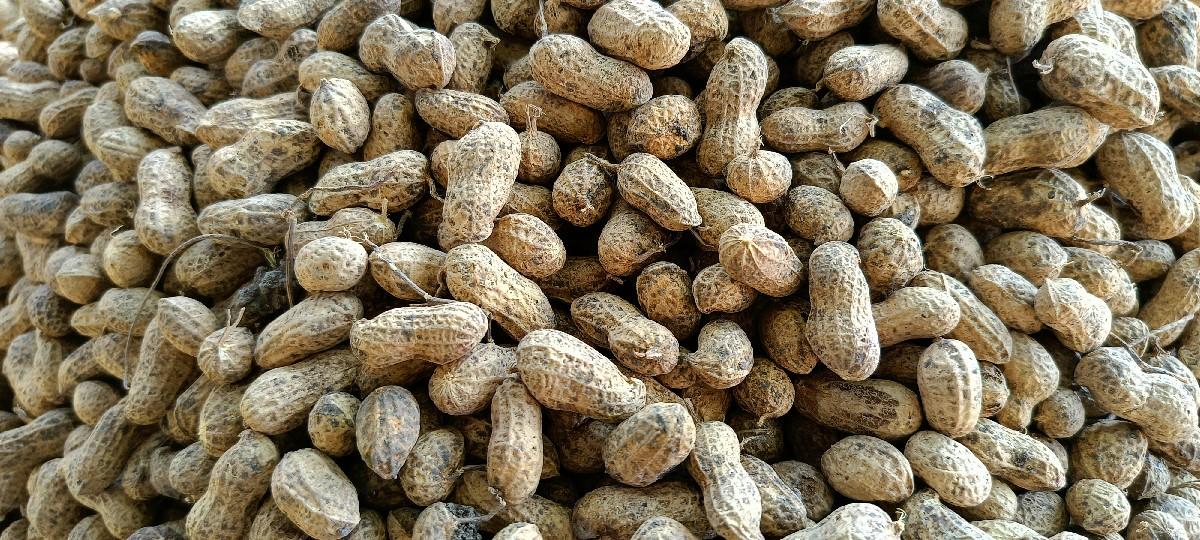 જેવીસ 20 મગફળી નુ બિયારણ વેચવાનુ