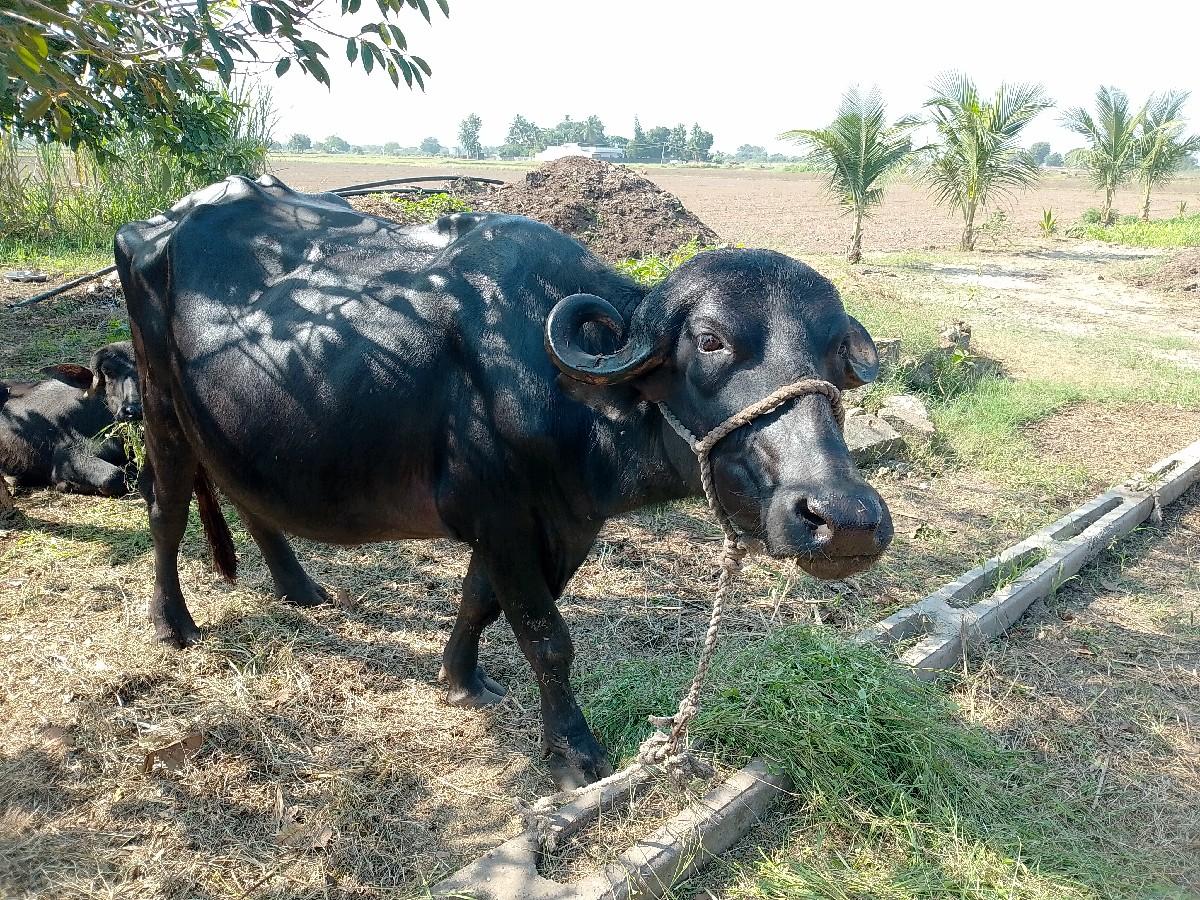 થંબનેલ 2