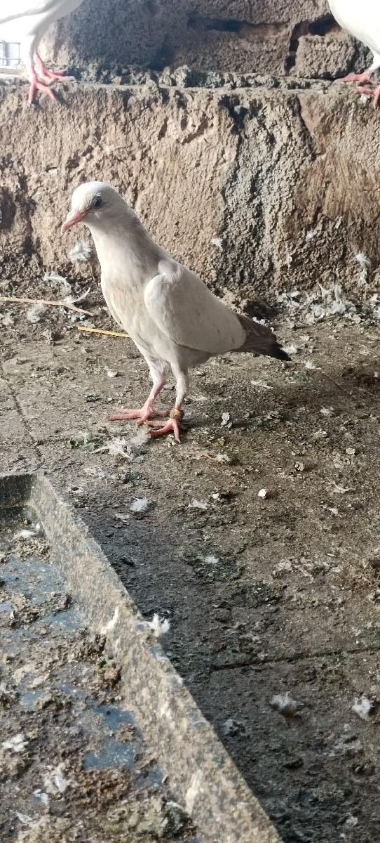 કબૂતર વેચવાના છે