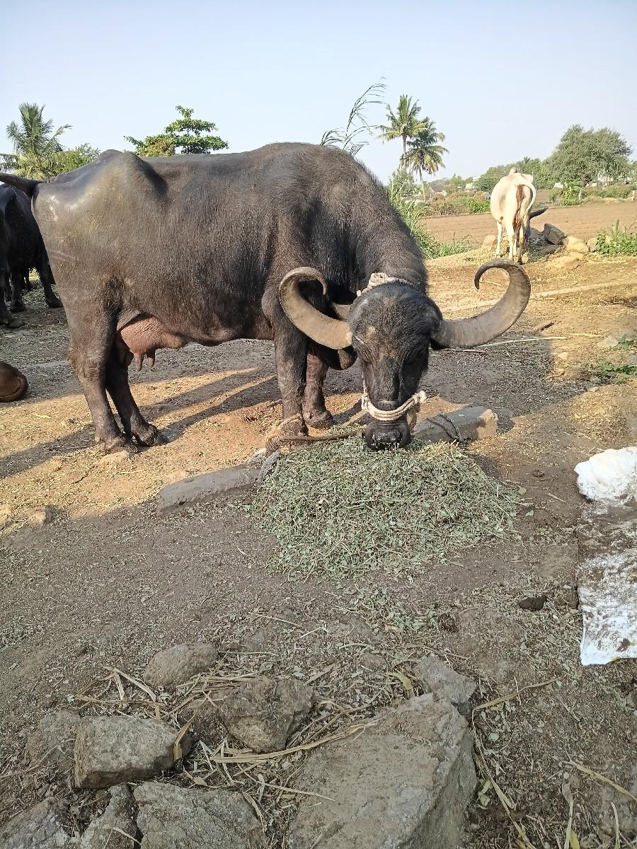 થંબનેલ 3