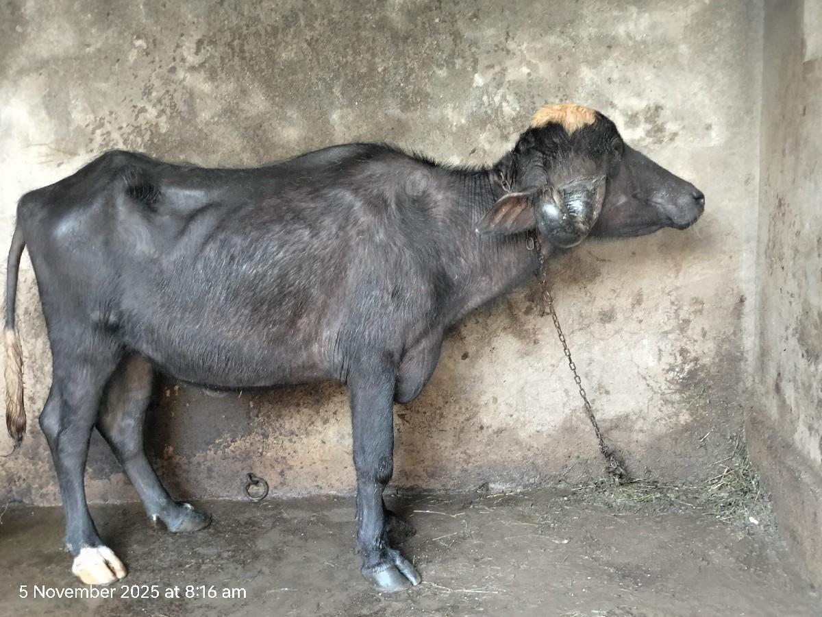 થંબનેલ 2