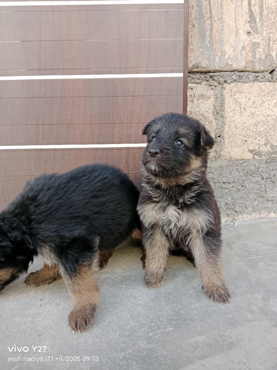 જર્મન શેફર્ડ ગલુડીયા વેચવાનું છે