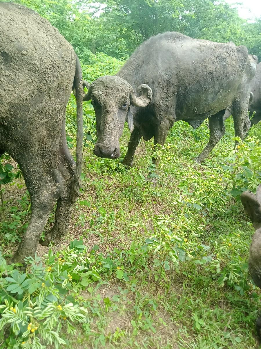 આ ભેંસ ની સાથે સાટું