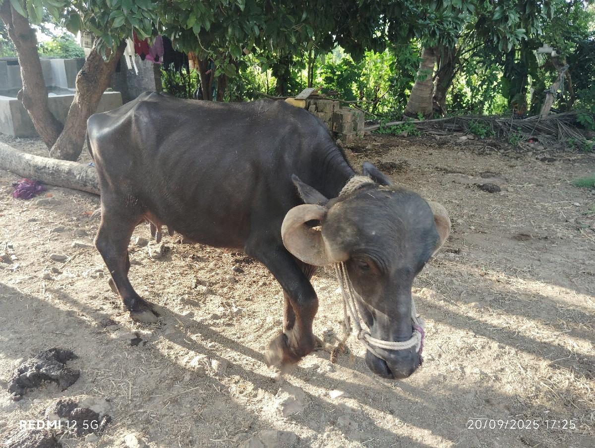 ભેંસ વેચવા ની છે